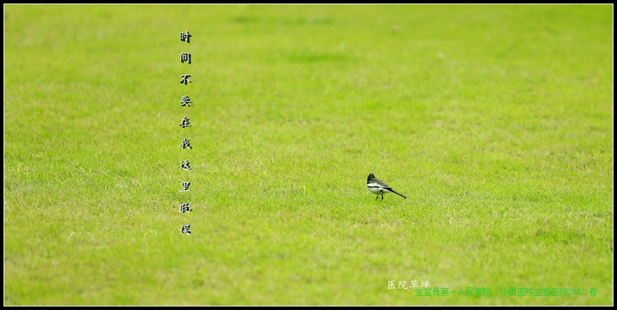 小鸟.jpg